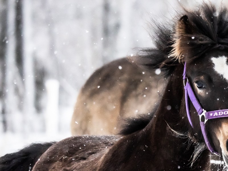 Nytt år, nya&nbsp;möjligheter